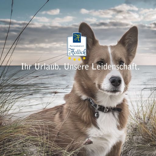 Domizil_Block-Visuals_hund-groemitz