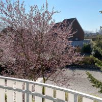 Blick vom Balkon: Haus-Rückseite mit gepflegtem Garten und Parkplatz des Gästehauses