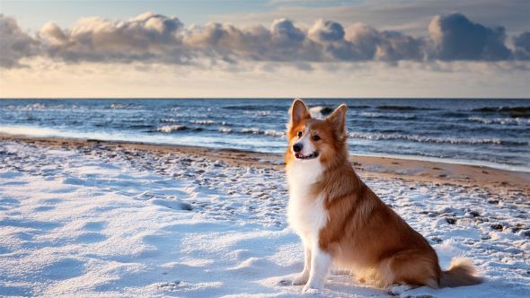 winter-hunde-ostsee-strand-groemitz-2